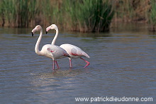 Greater Flamingo (Phoenicopterus ruber) - Flamant rose - 20337 Greater Flamingo (Phoenicopterus ruber) - Flamant rose - 20337