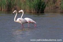 Greater Flamingo (Phoenicopterus ruber) - Flamant rose - 20337