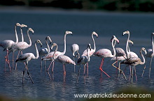 Greater Flamingo (Phoenicopterus ruber) - Flamant rose - 20338