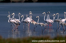 Greater Flamingo (Phoenicopterus ruber) - Flamant rose - 20339