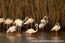 Greater Flamingo (Phoenicopterus ruber) - Flamant rose - 20435