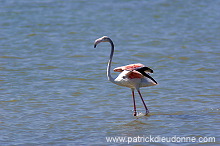 Greater Flamingo (Phoenicopterus ruber) - Flamant rose - 20439