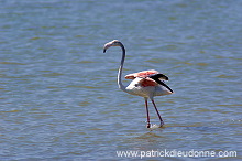 Greater Flamingo (Phoenicopterus ruber) - Flamant rose - 20439 Greater Flamingo (Phoenicopterus ruber) - Flamant rose - 20439