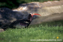 Bald Ibis (Geronticus eremita) - Ibis chauve - 20341