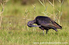 Glossy ibis (Plegadis falcinellus) - Ibis falcinelle  10732