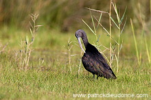 Glossy ibis (Plegadis falcinellus) - Ibis falcinelle  10733