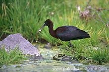 Glossy ibis (Plegadis falcinellus) - Ibis falcinelle - 20343