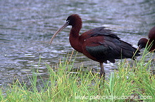 Glossy ibis (Plegadis falcinellus) - Ibis falcinelle - 20344