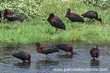 Glossy ibis (Plegadis falcinellus) - Ibis falcinelle - 20345