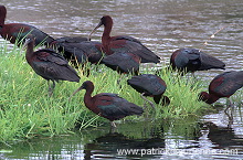 Glossy ibis (Plegadis falcinellus) - Ibis falcinelle - 20348