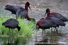 Glossy ibis (Plegadis falcinellus) - Ibis falcinelle - 20349