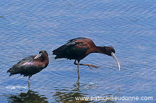 Glossy ibis (Plegadis falcinellus) - Ibis falcinelle - 20350