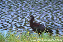 Glossy ibis (Plegadis falcinellus) - Ibis falcinelle - 20351