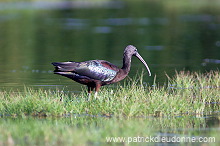 Glossy ibis (Plegadis falcinellus) - Ibis falcinelle - 20440