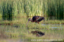 Glossy ibis (Plegadis falcinellus) - Ibis falcinelle - 20442