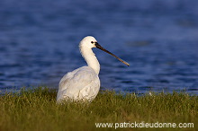 Spoonbill (Platalea leucorodia) - Spatule blanche 10818