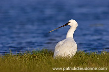 Spoonbill (Platalea leucorodia) - Spatule blanche 10819