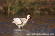 Spoonbill (Platalea leucorodia) - Spatule blanche - 20354