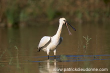 Spoonbill (Platalea leucorodia) - Spatule blanche - 20355