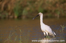 Spoonbill (Platalea leucorodia) - Spatule blanche - 20356