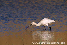 Spoonbill (Platalea leucorodia) - Spatule blanche - 20358 Spoonbill (Platalea leucorodia) - Spatule blanche - 20358