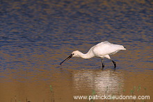 Spoonbill (Platalea leucorodia) - Spatule blanche - 20358