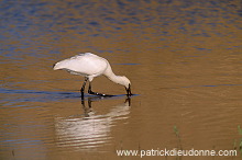 Spoonbill (Platalea leucorodia) - Spatule blanche - 20359