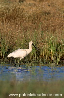 Spoonbill (Platalea leucorodia) - Spatule blanche - 20360