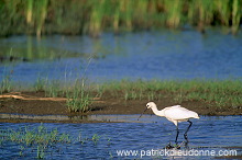 Spoonbill (Platalea leucorodia) - Spatule blanche - 20361