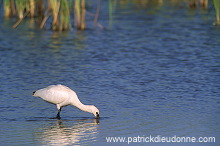 Spoonbill (Platalea leucorodia) - Spatule blanche - 20362