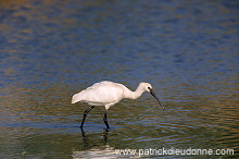 Spoonbill (Platalea leucorodia) - Spatule blanche - 20363