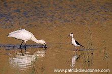 Spoonbill (Platalea leucorodia) - Spatule blanche - 20364