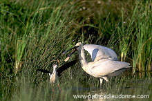 Spoonbill (Platalea leucorodia) - Spatule blanche - 20367 Spoonbill (Platalea leucorodia) - Spatule blanche - 20367