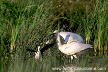 Spoonbill (Platalea leucorodia) - Spatule blanche - 20367