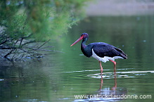 Black Stork (Ciconia nigra) - Cigogne noire - 20368