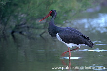 Black Stork (Ciconia nigra) - Cigogne noire - 20370