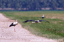 White Stork (Ciconia ciconia) - Cigogne blanche  10833