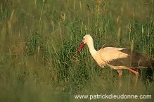 White Stork (Ciconia ciconia) - Cigogne blanche  11152