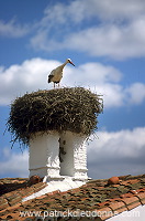 White Stork (Ciconia ciconia) - Cigogne blanche - 20374