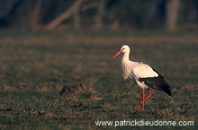 White Stork (Ciconia ciconia) - Cigogne blanche - 20379