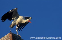 White Stork (Ciconia ciconia) - Cigogne blanche - 20380