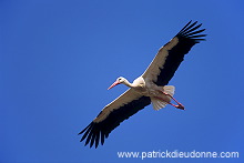 White Stork (Ciconia ciconia) - Cigogne blanche - 20381