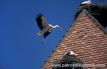 White Stork (Ciconia ciconia) - Cigogne blanche - 20384