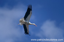 White Stork (Ciconia ciconia) - Cigogne blanche - 20385