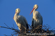 White Stork (Ciconia ciconia) - Cigogne blanche - 20387