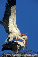 White Stork (Ciconia ciconia) - Cigogne blanche - 20388