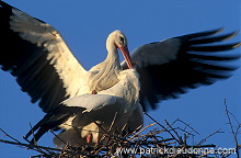 White Stork (Ciconia ciconia) - Cigogne blanche - 20389