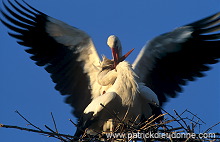 White Stork (Ciconia ciconia) - Cigogne blanche - 20390