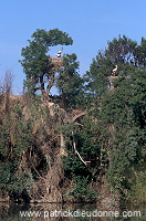 White Stork (Ciconia ciconia) - Cigogne blanche - 20392 White Stork (Ciconia ciconia) - Cigogne blanche - 20392