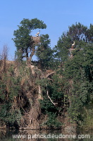 White Stork (Ciconia ciconia) - Cigogne blanche - 20392